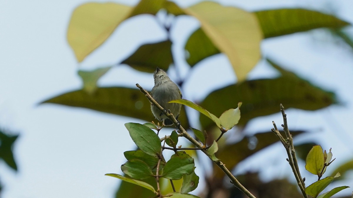 Mistletoe Tyrannulet - ML641295391