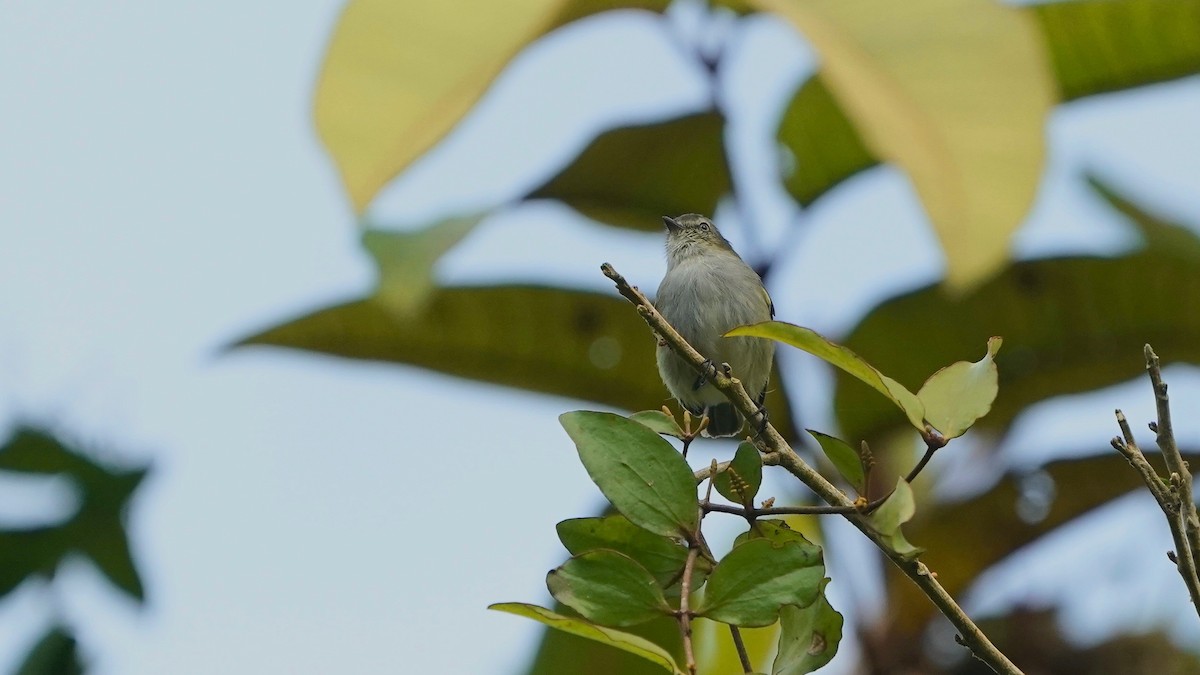 Mistletoe Tyrannulet - ML641295392
