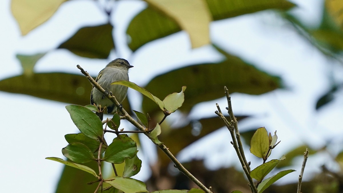 Mistletoe Tyrannulet - ML641295395
