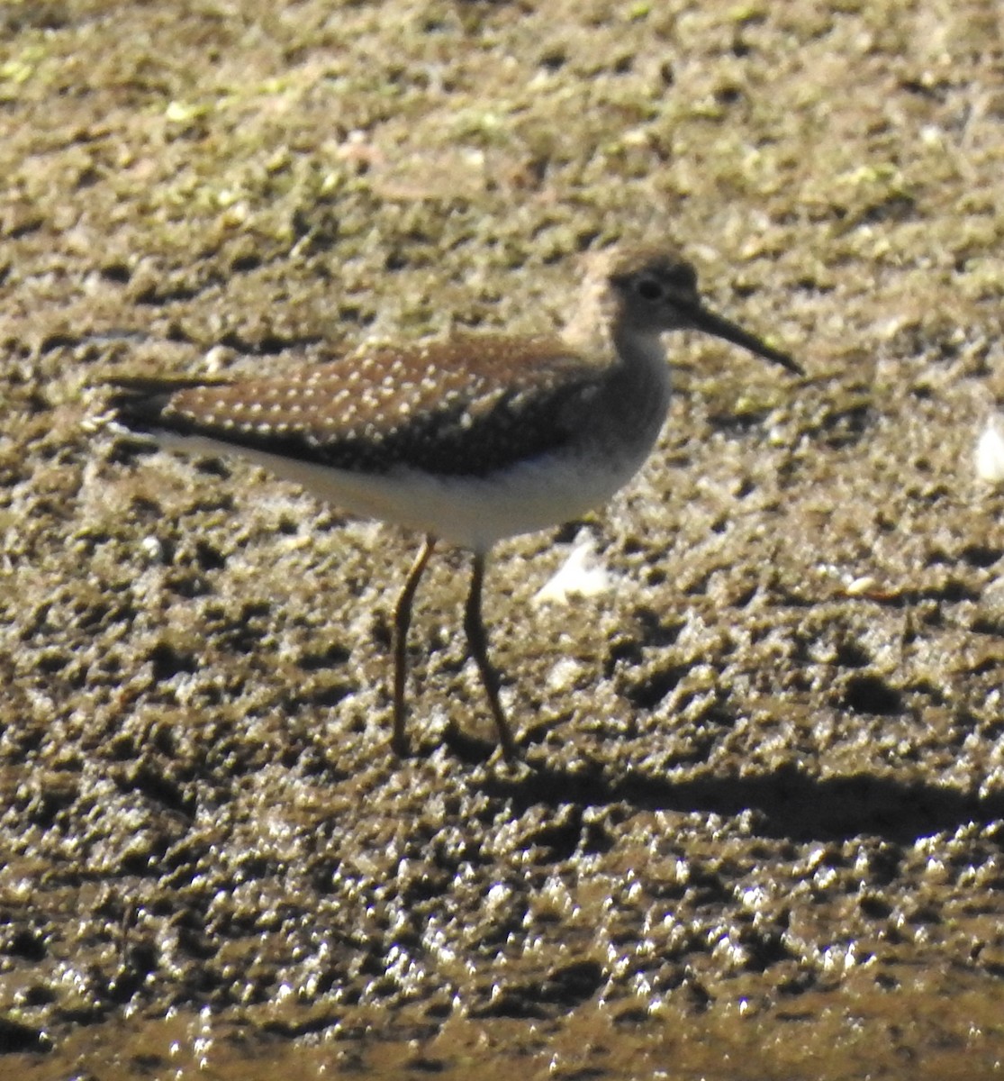 Solitary Sandpiper - ML641295401