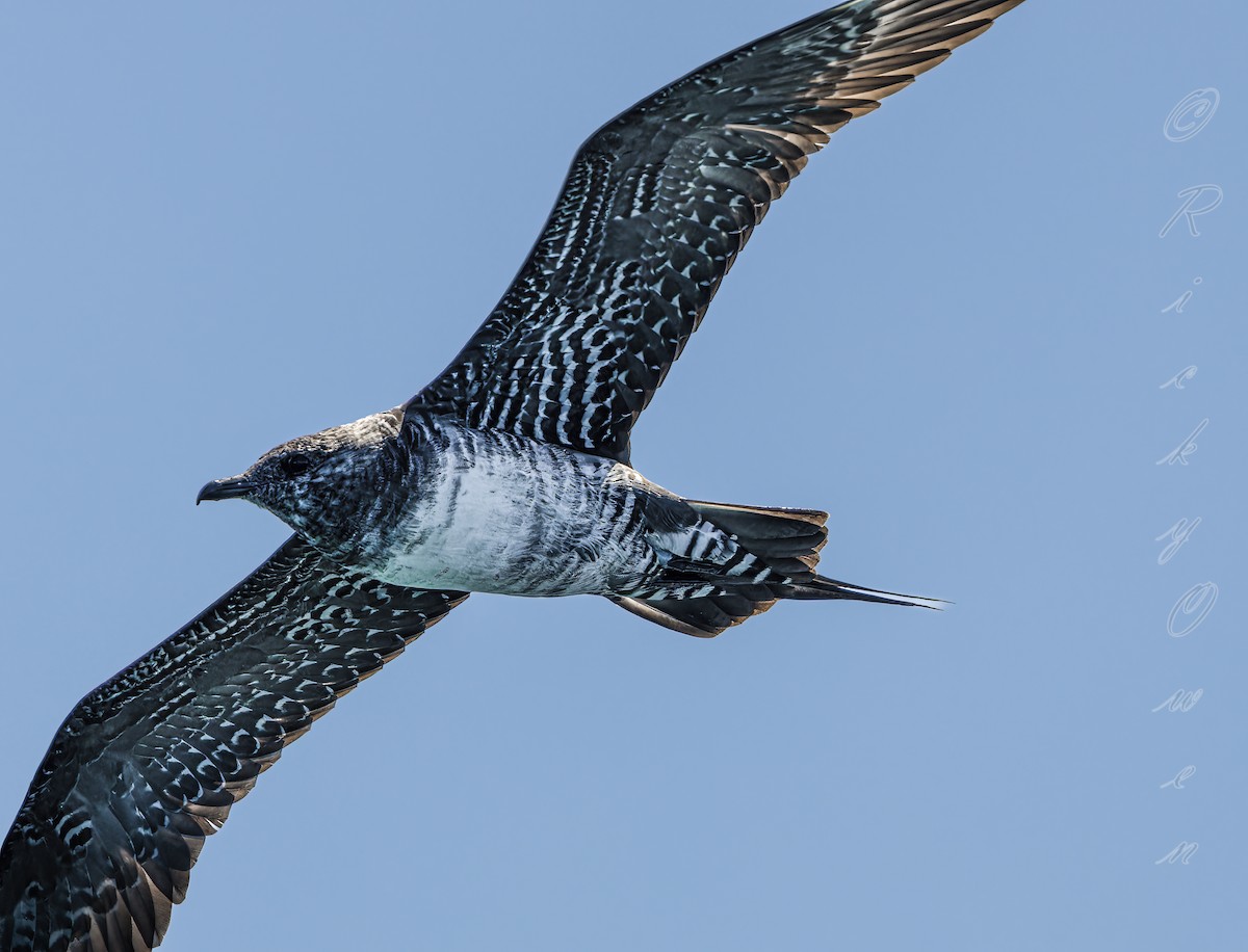 Long-tailed Jaeger - ML641295402