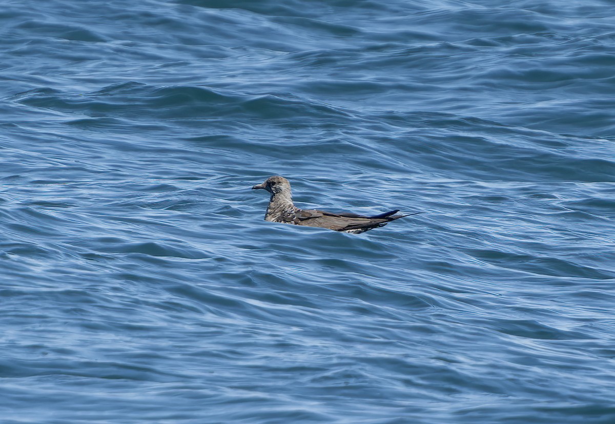 Long-tailed Jaeger - ML641295411