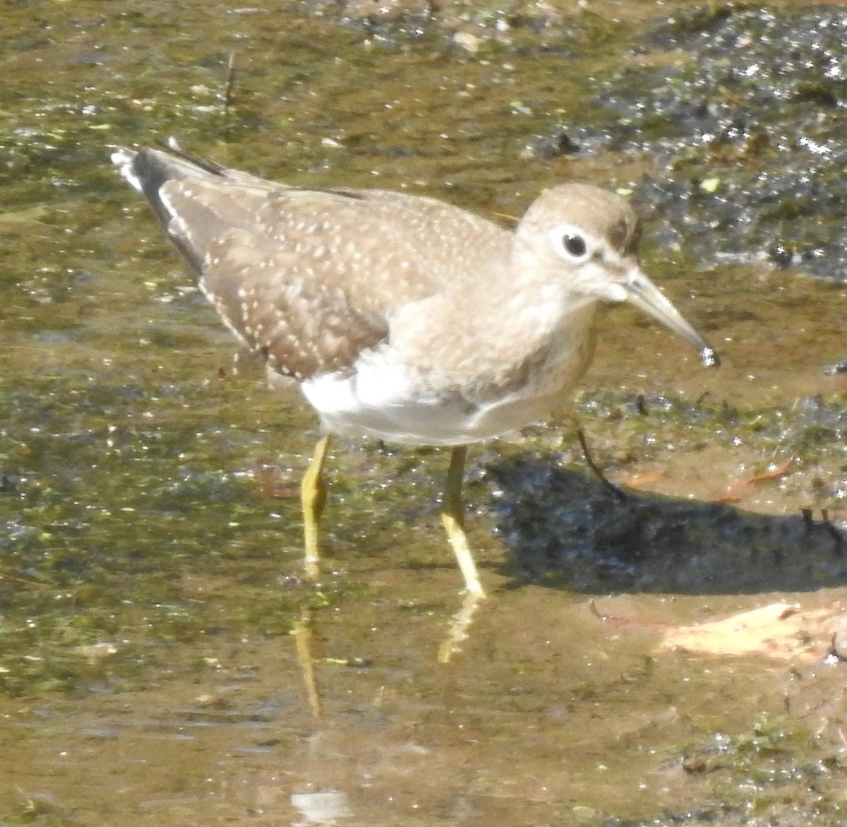 Solitary Sandpiper - ML641295413