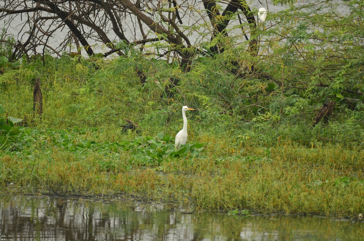 Great/Medium Egret - ML641295414