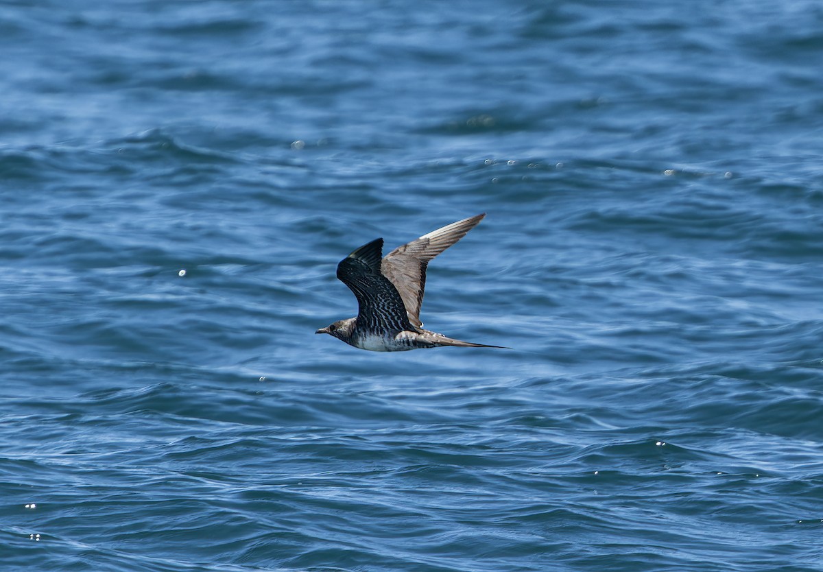 Long-tailed Jaeger - ML641295421