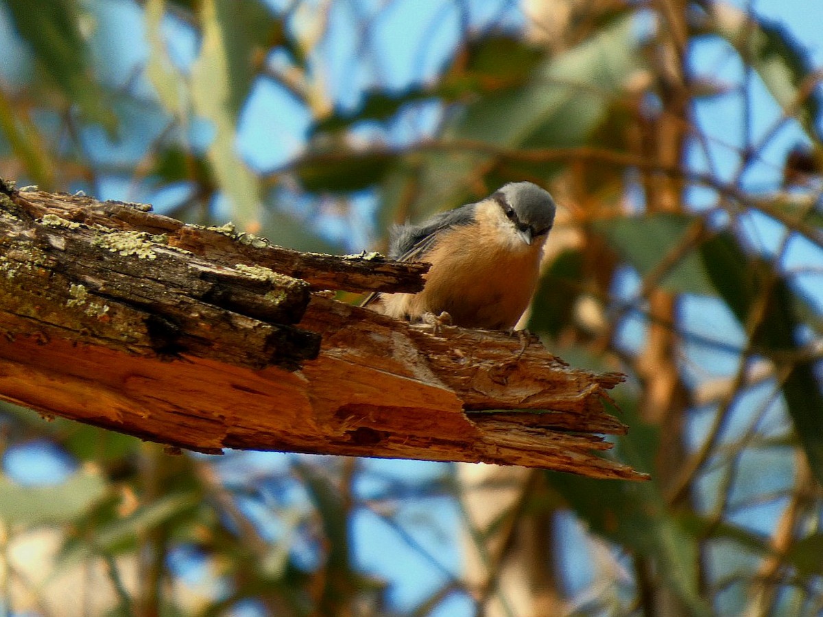 Eurasian Nuthatch - ML641295425