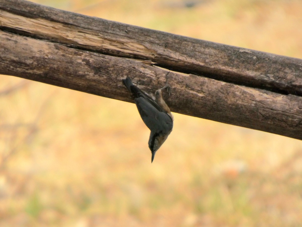 Eurasian Nuthatch - ML641295426