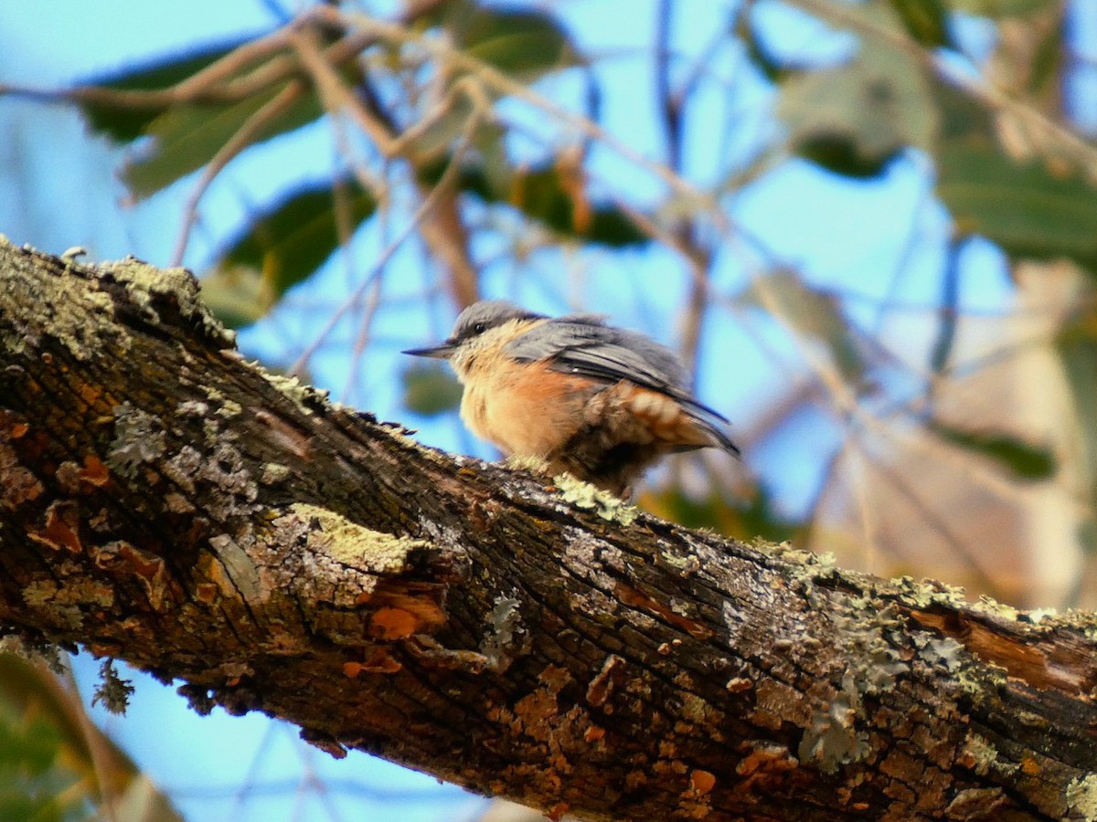 Eurasian Nuthatch - ML641295427