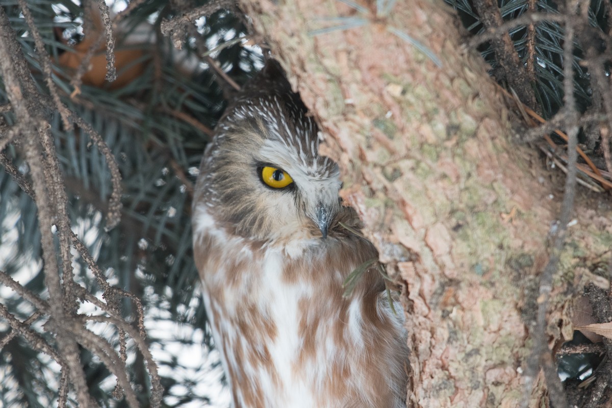 Northern Saw-whet Owl - ML641295432
