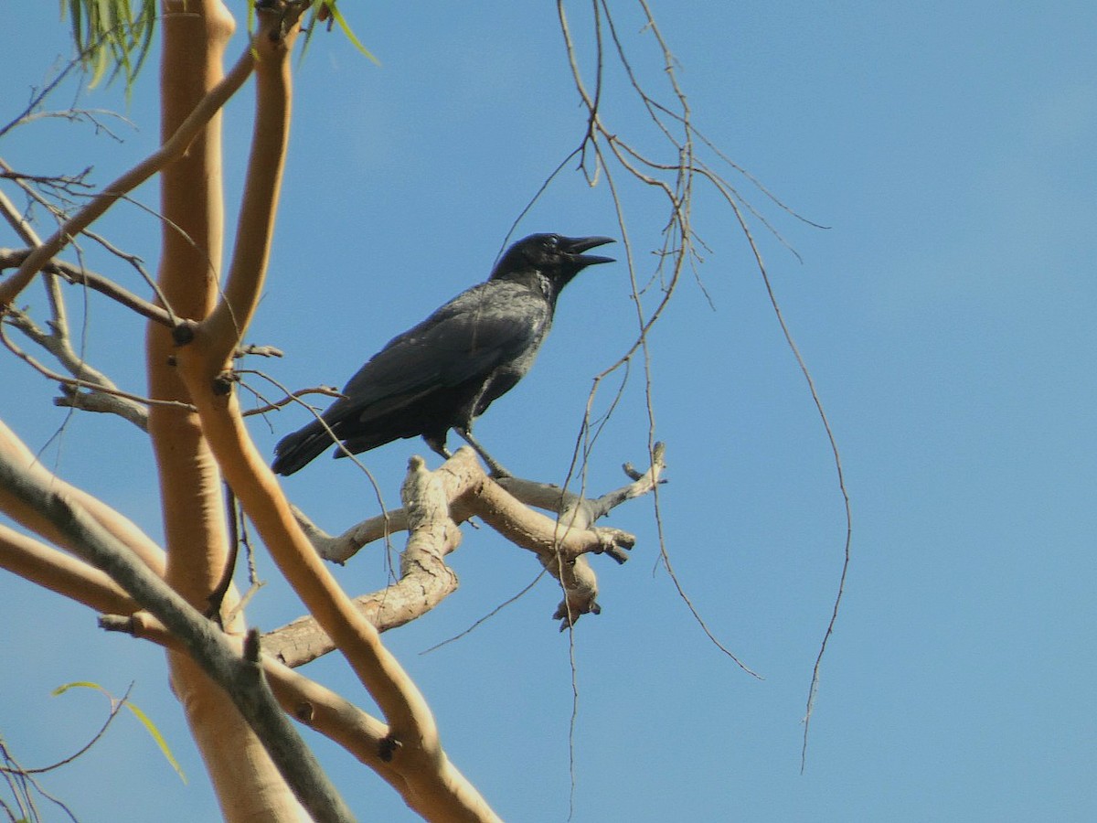 Carrion Crow - ML641295442