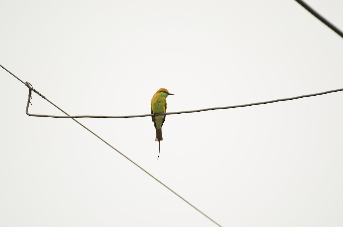 Asian Green Bee-eater - ML641295443
