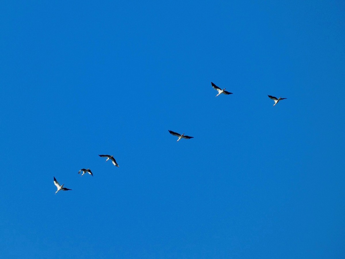White Stork - ML641295446