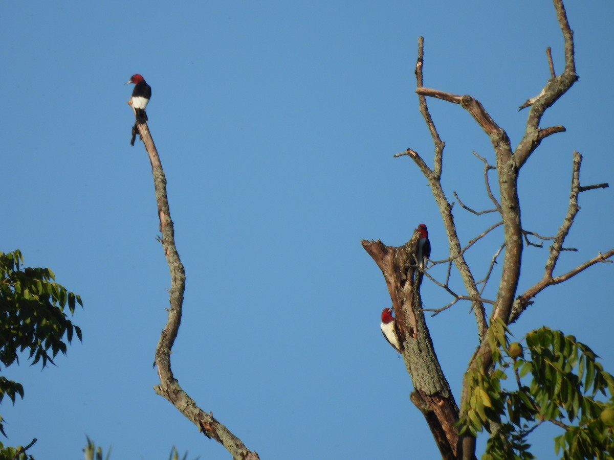 Red-headed Woodpecker - ML641295453