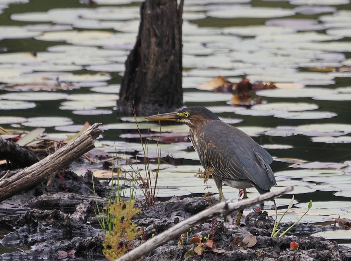 Green Heron - ML641295461