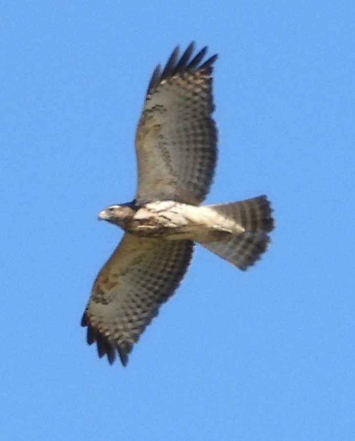 Broad-winged Hawk - ML641295467