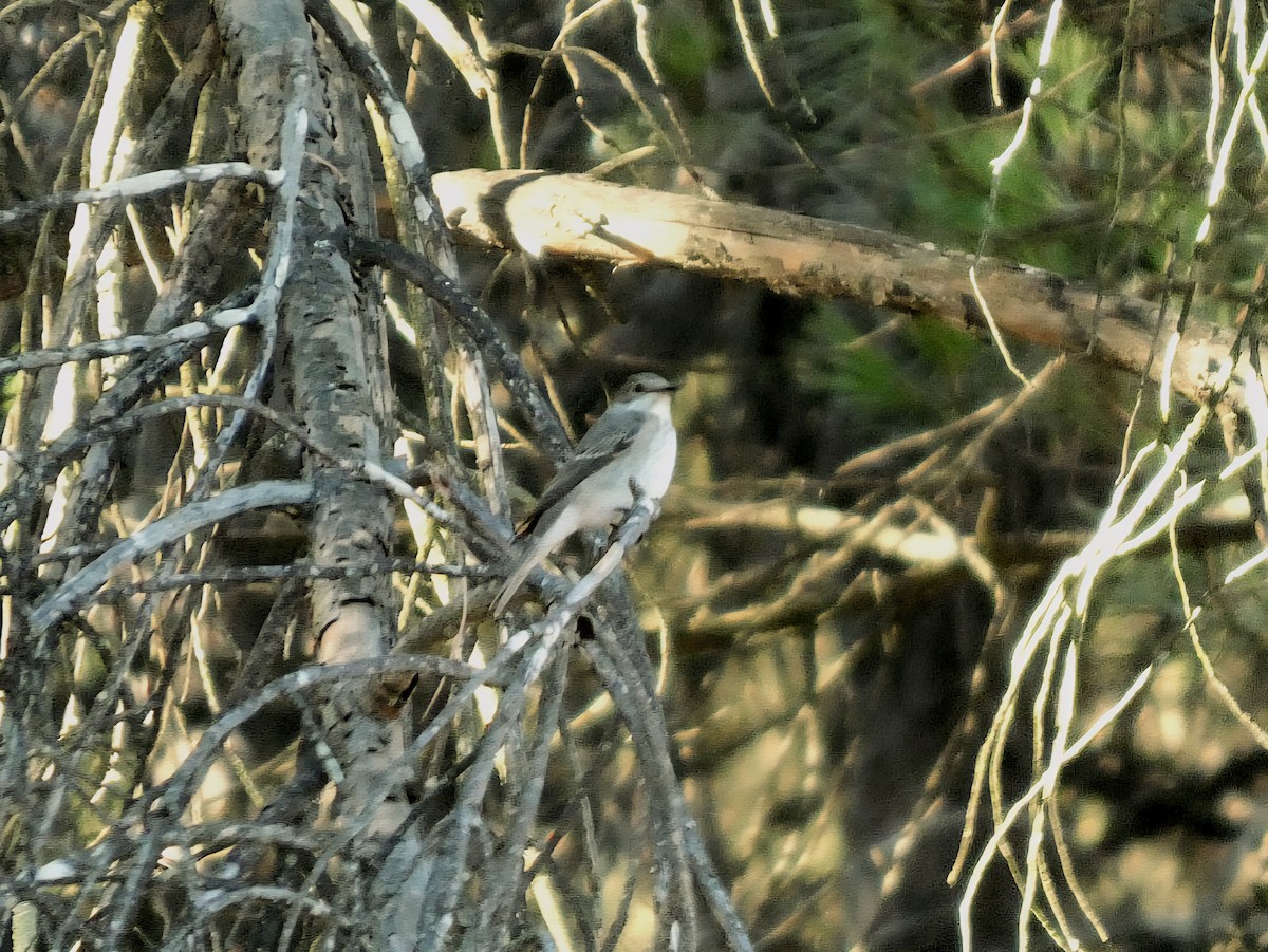 Spotted Flycatcher - ML641295468