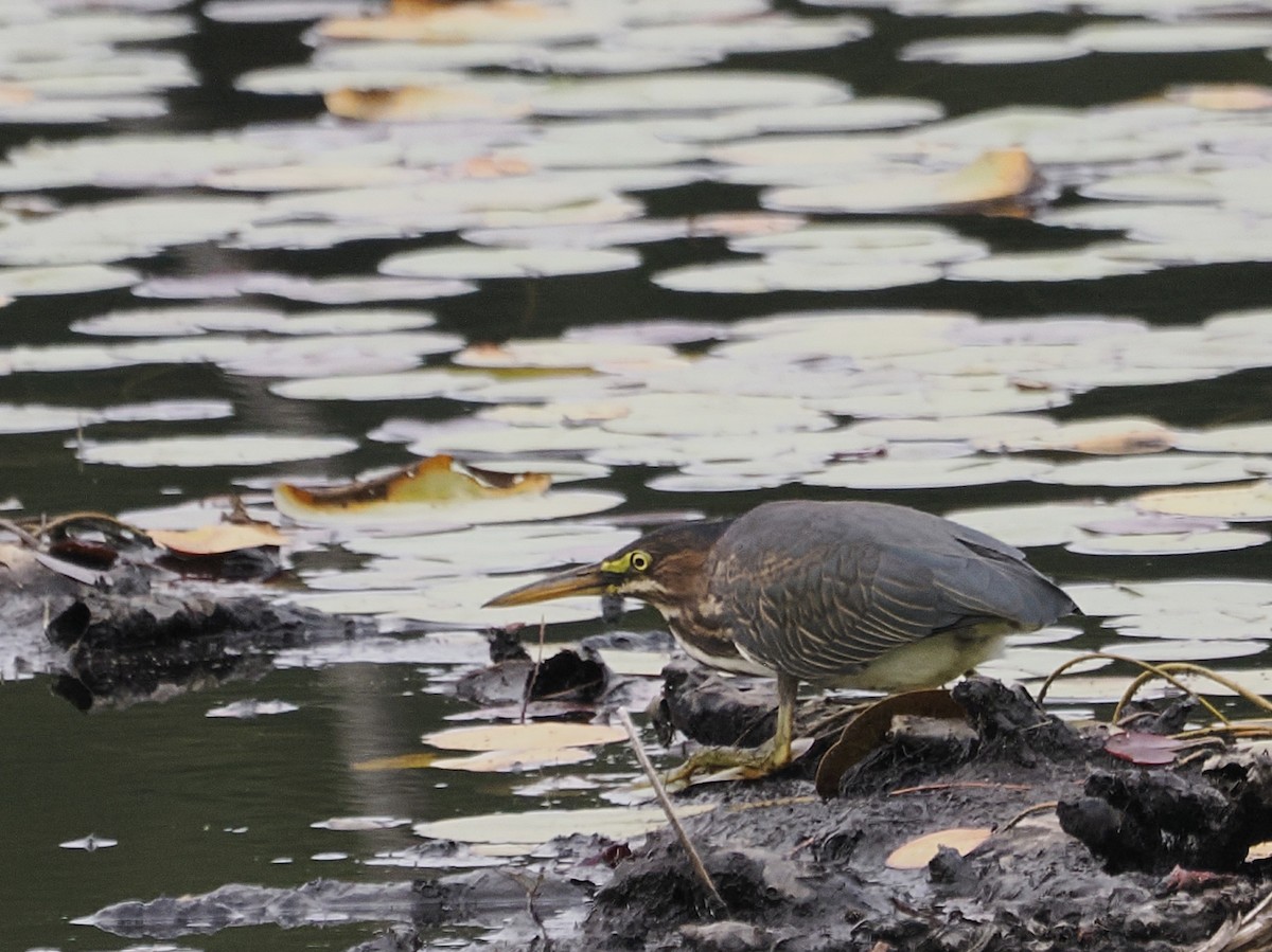 Green Heron - ML641295471