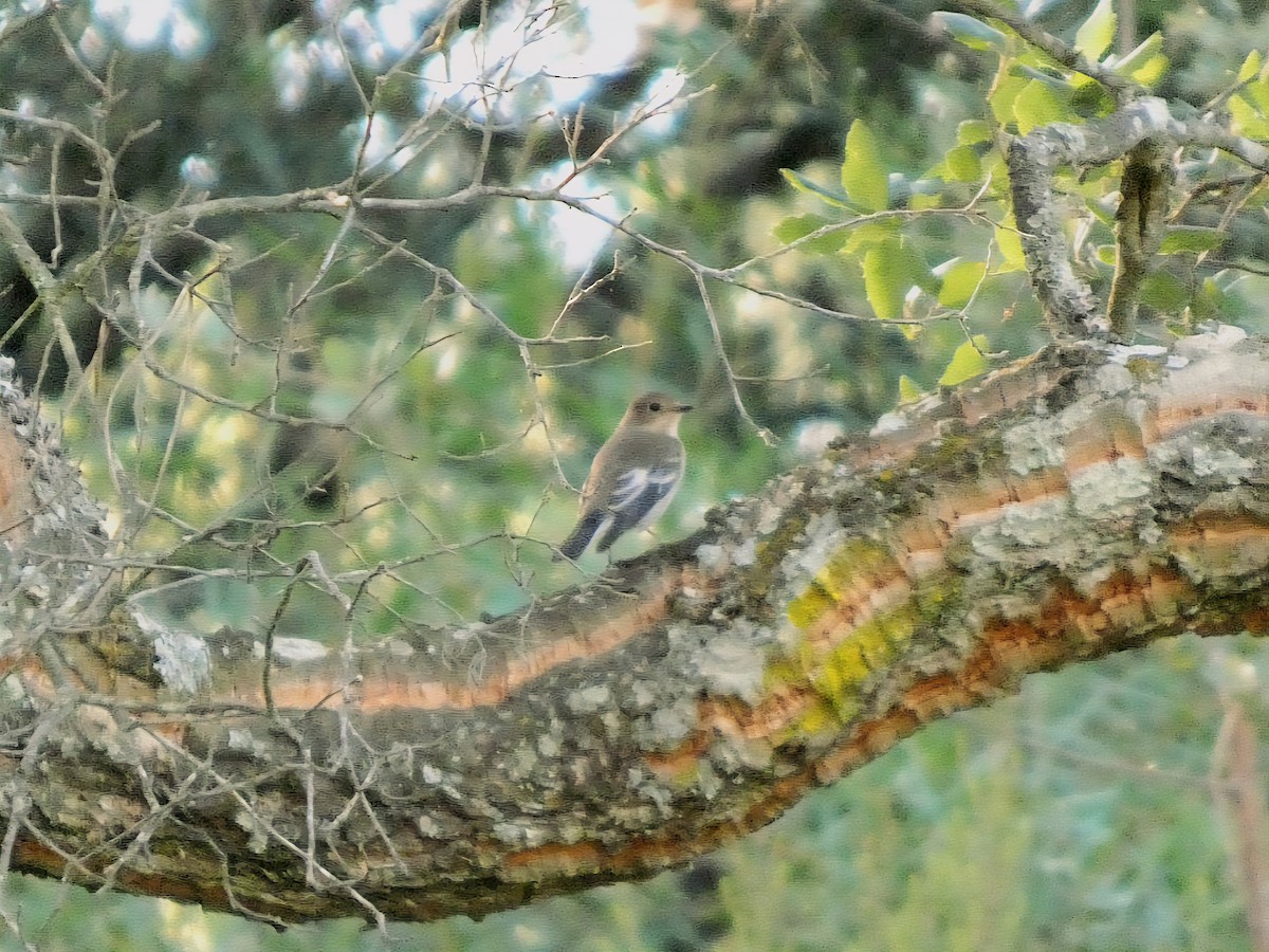 European Pied Flycatcher - ML641295472