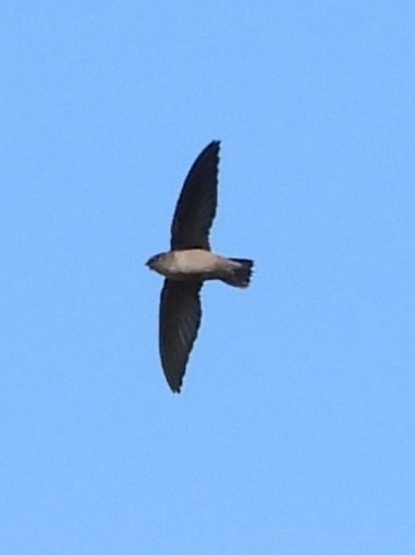 Chimney Swift - ML641295476