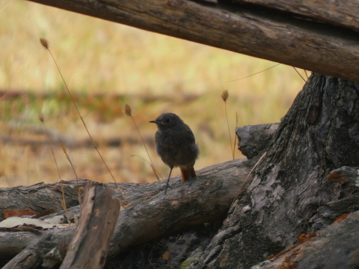 Black Redstart - ML641295488