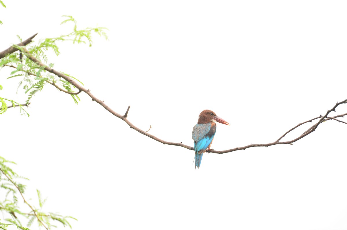 White-throated Kingfisher - ML641295489
