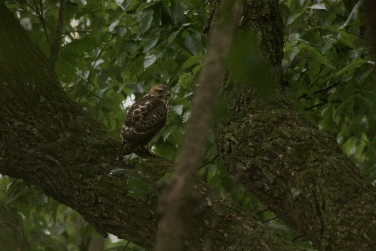 Broad-winged Hawk - ML641295536