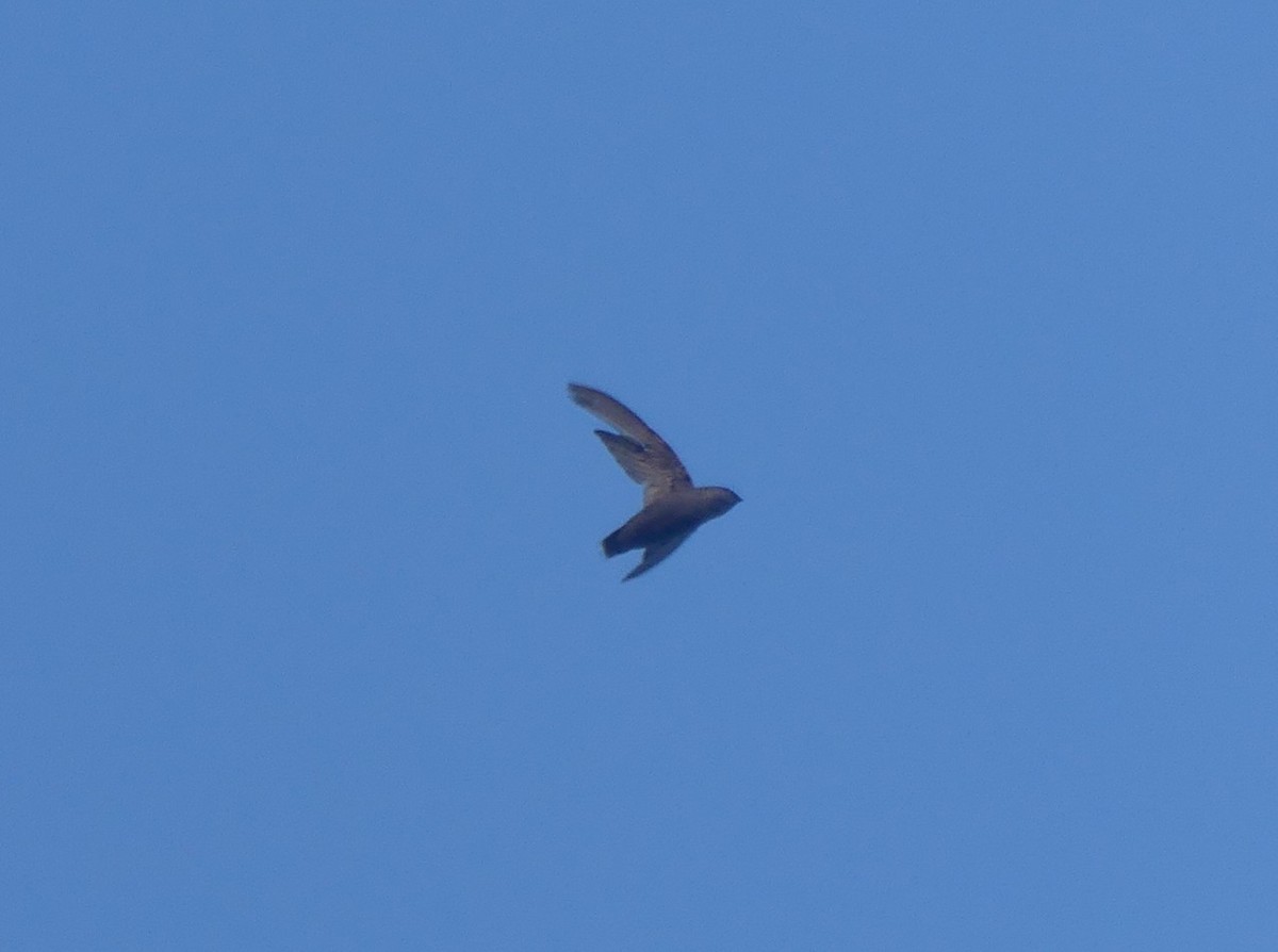 Chimney Swift - ML641295538