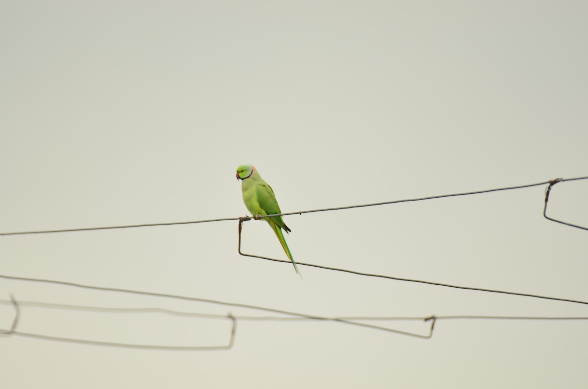 Rose-ringed Parakeet - ML641295542