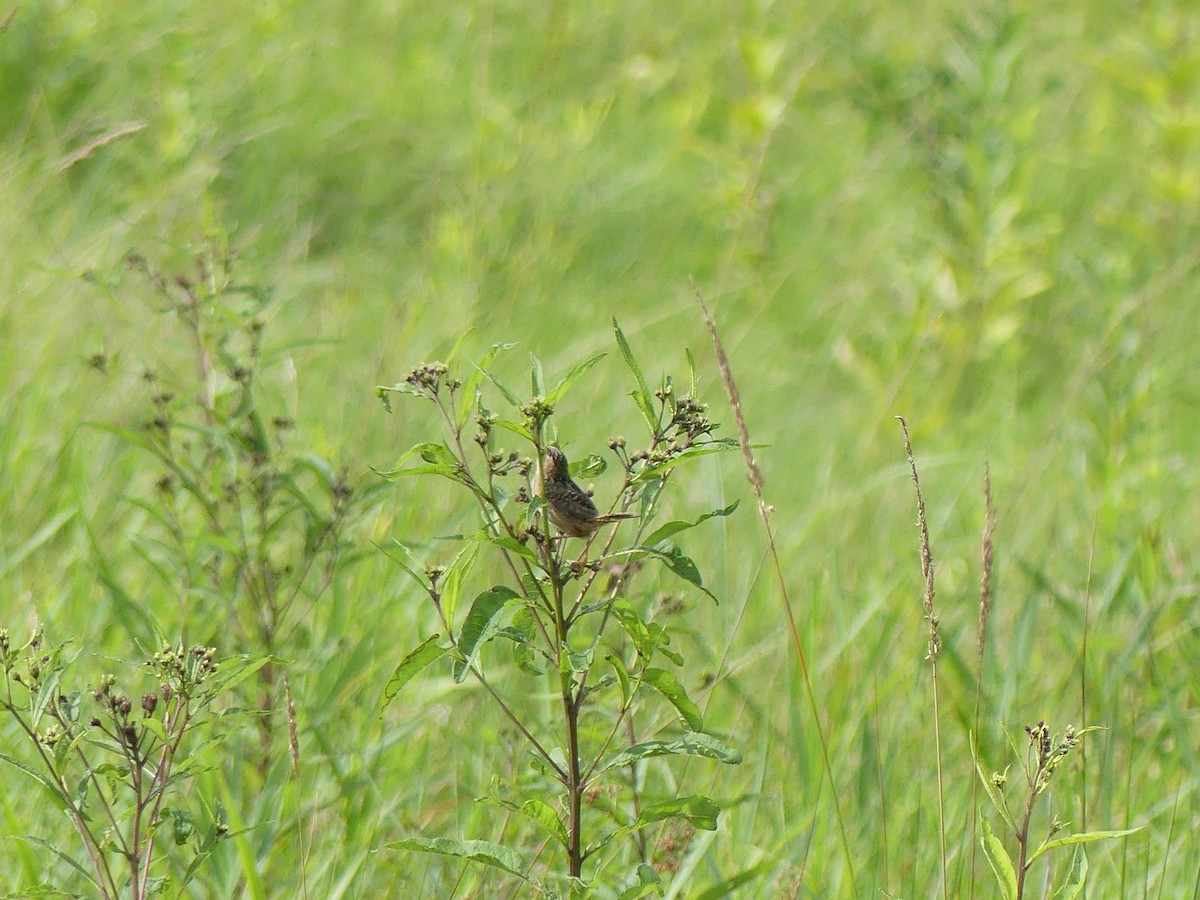 Sedge Wren - ML641295552
