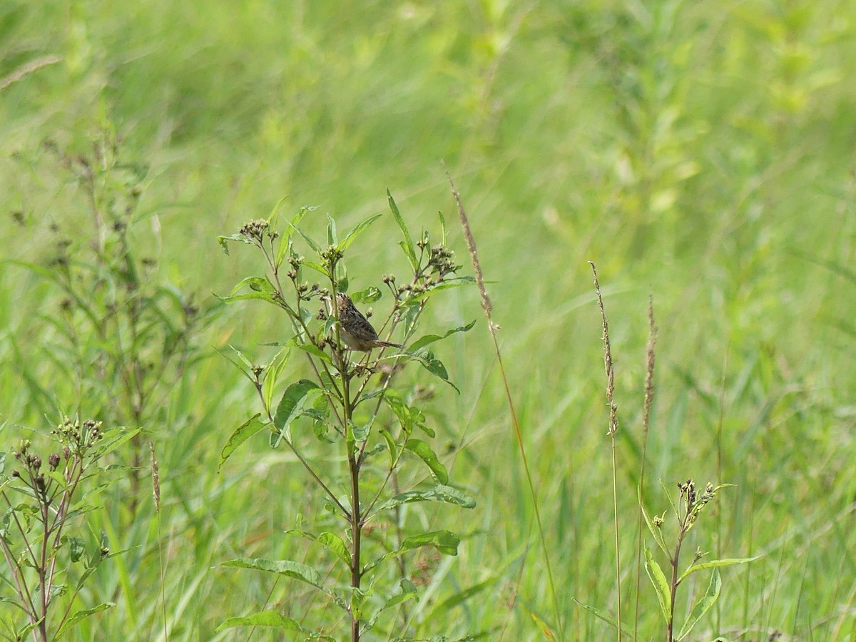 Sedge Wren - ML641295553