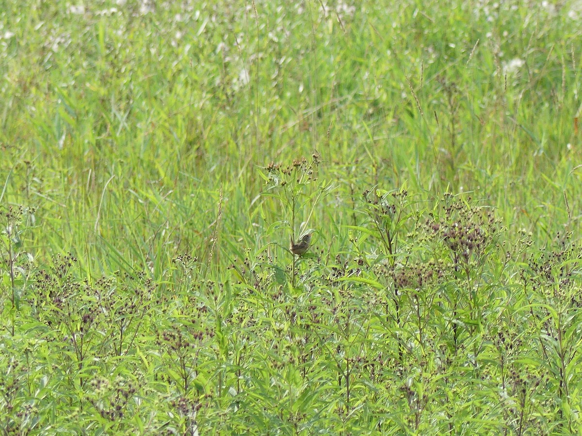 Sedge Wren - ML641295555