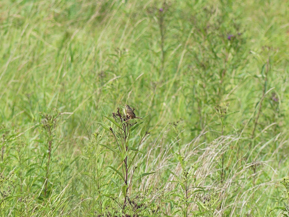 Sedge Wren - ML641295556