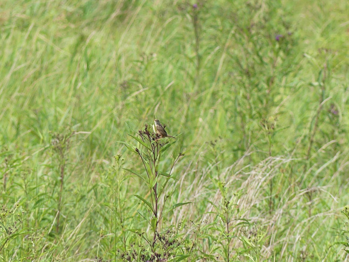 Sedge Wren - ML641295557