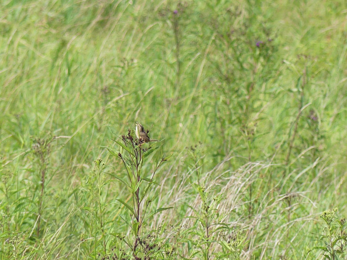 Sedge Wren - ML641295560