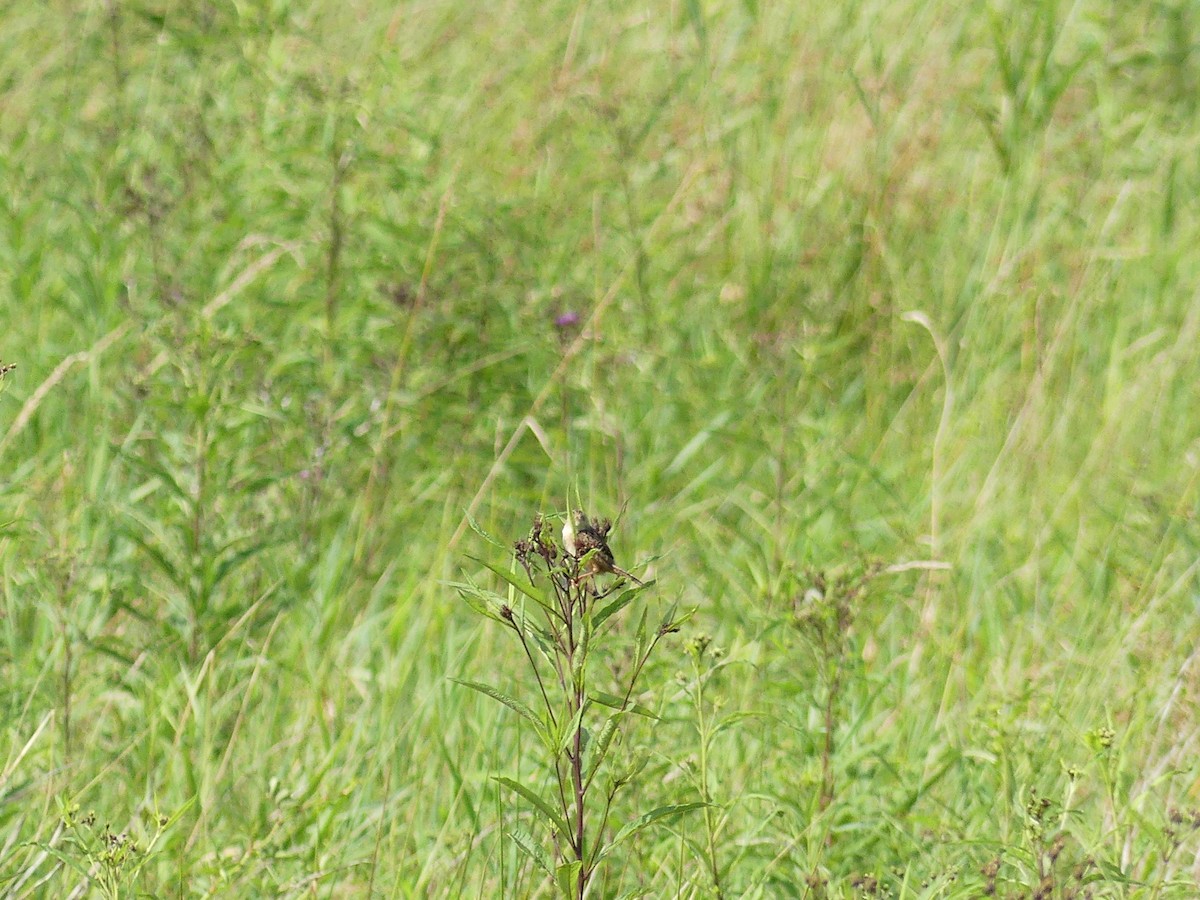 Sedge Wren - ML641295561