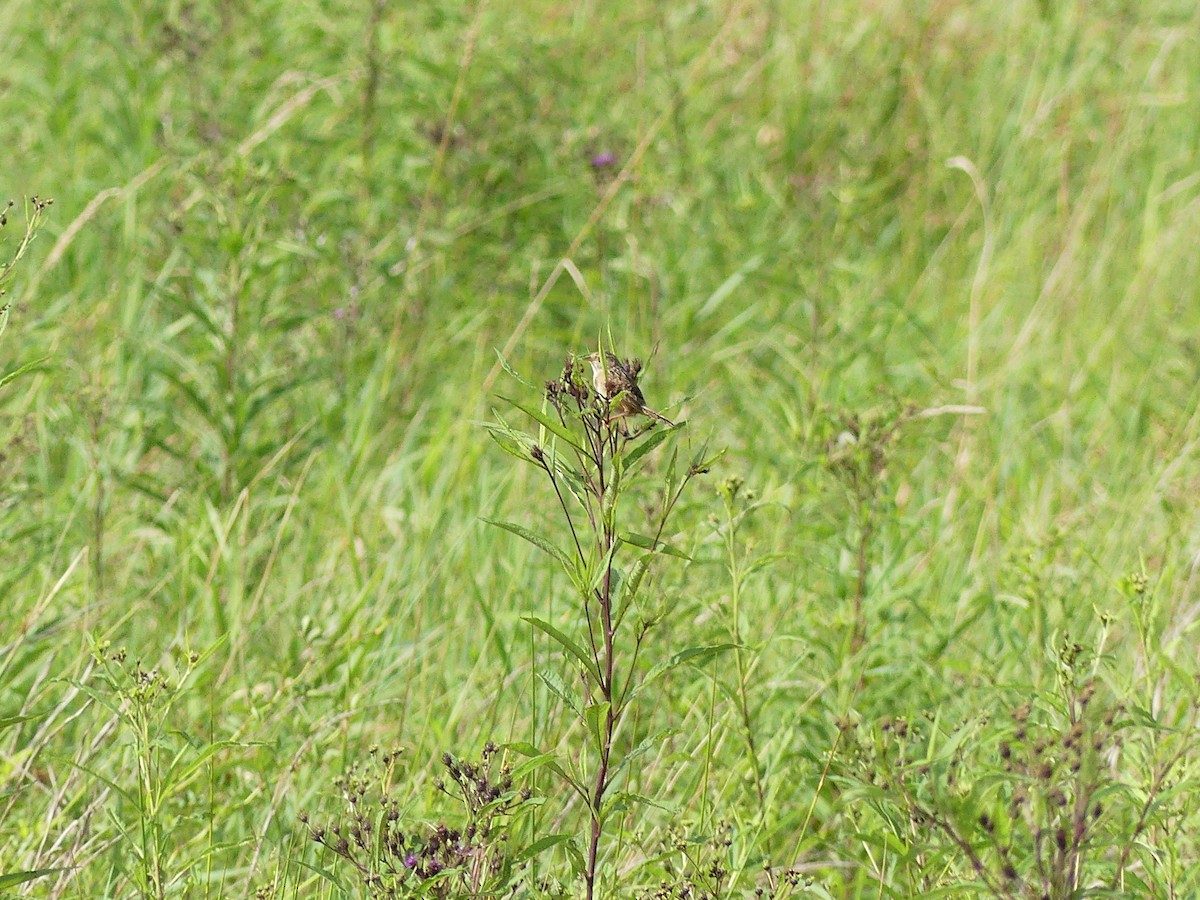 Sedge Wren - ML641295562