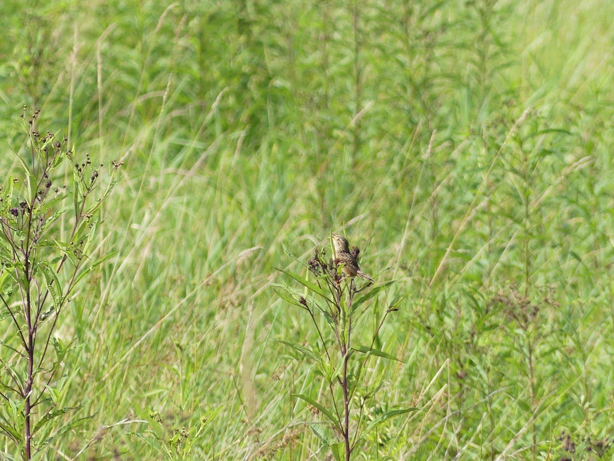 Sedge Wren - ML641295563