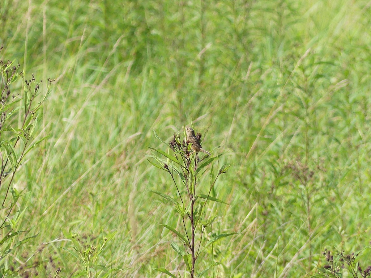 Sedge Wren - ML641295564