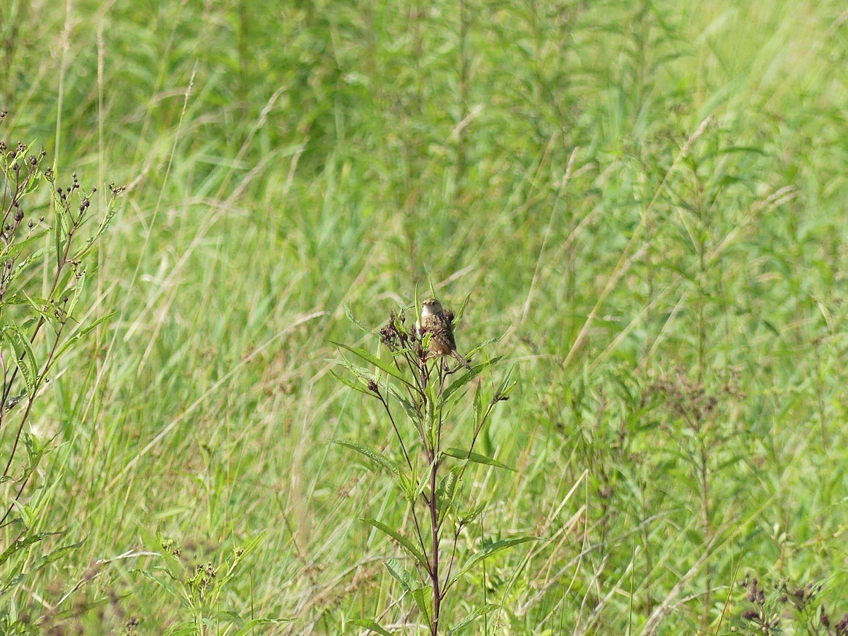 Sedge Wren - ML641295565