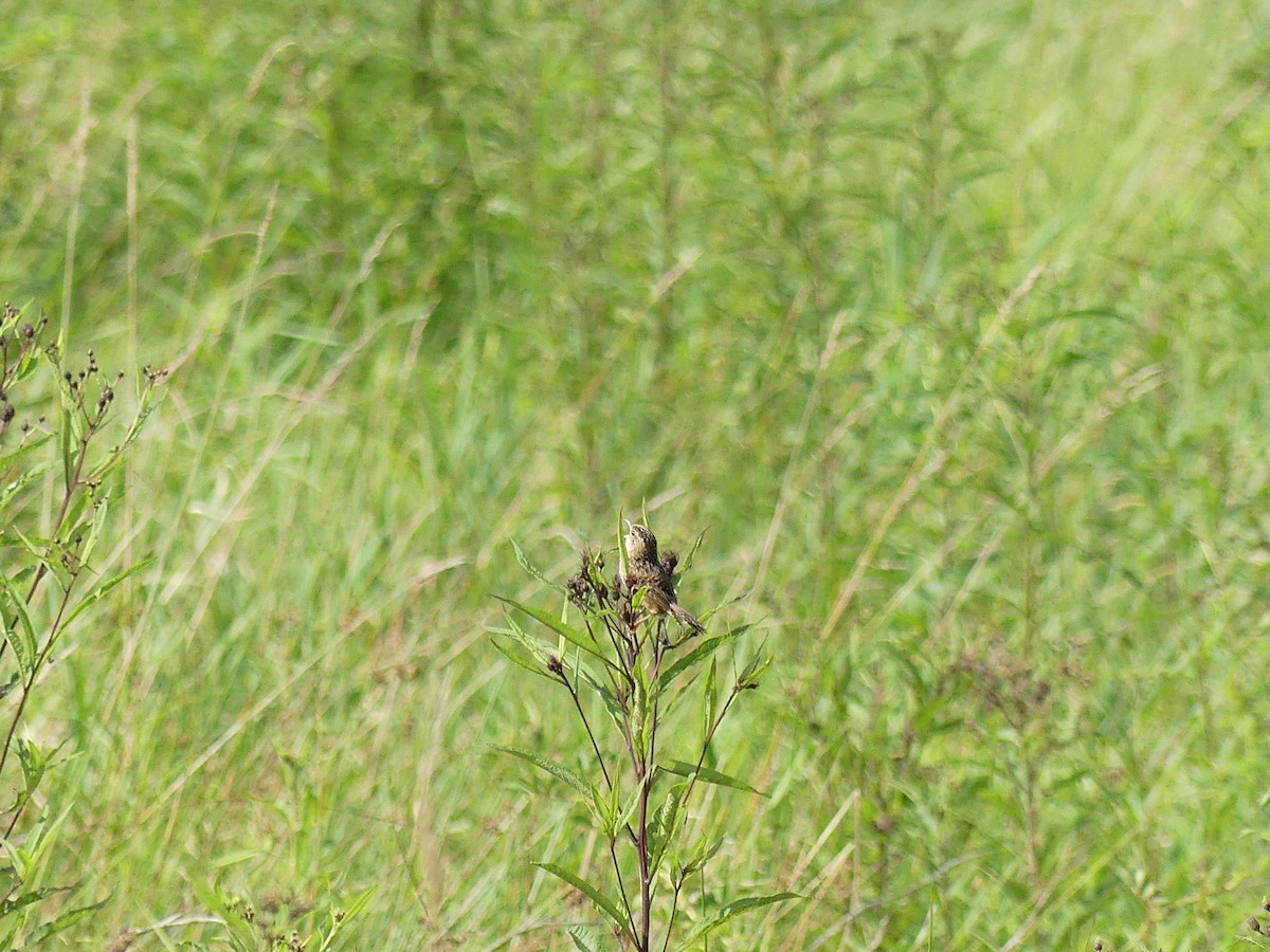 Sedge Wren - ML641295566