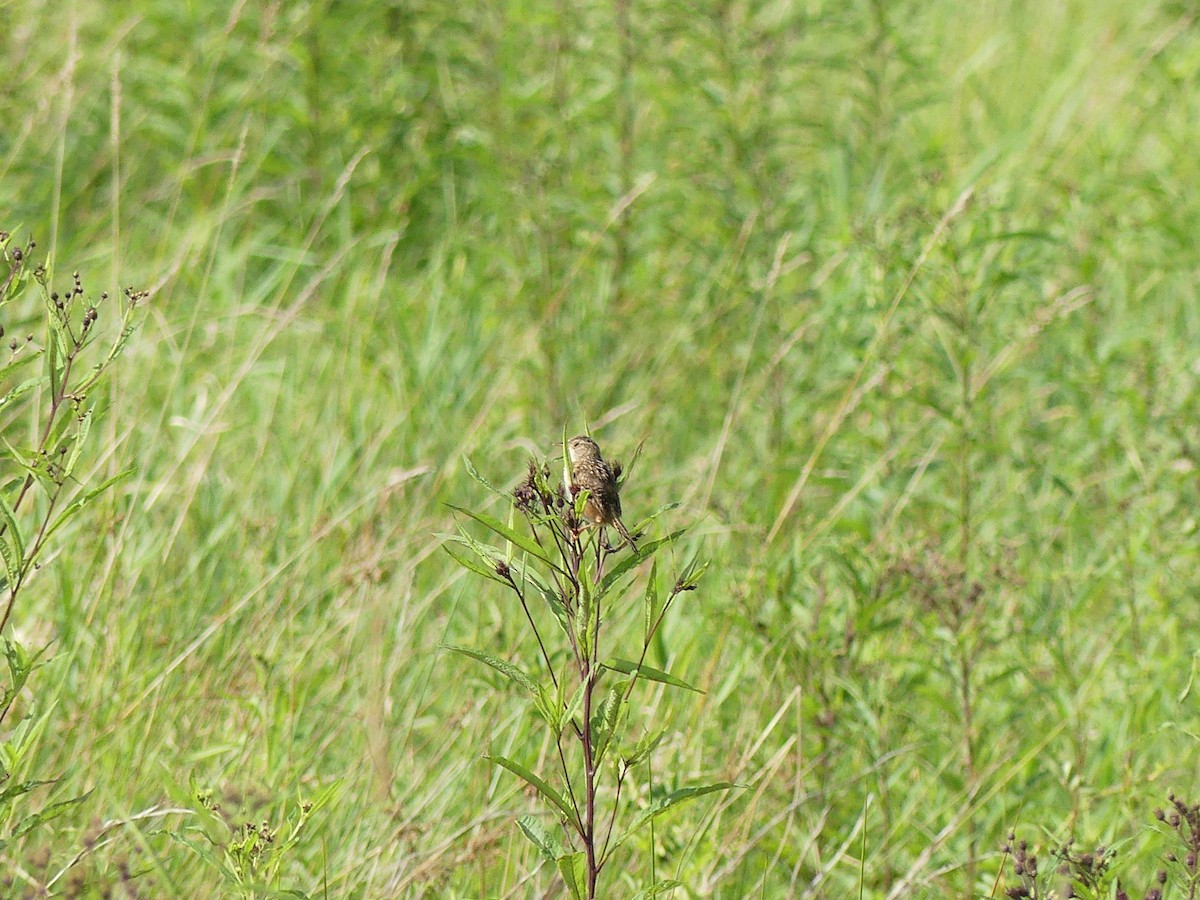 Sedge Wren - ML641295567