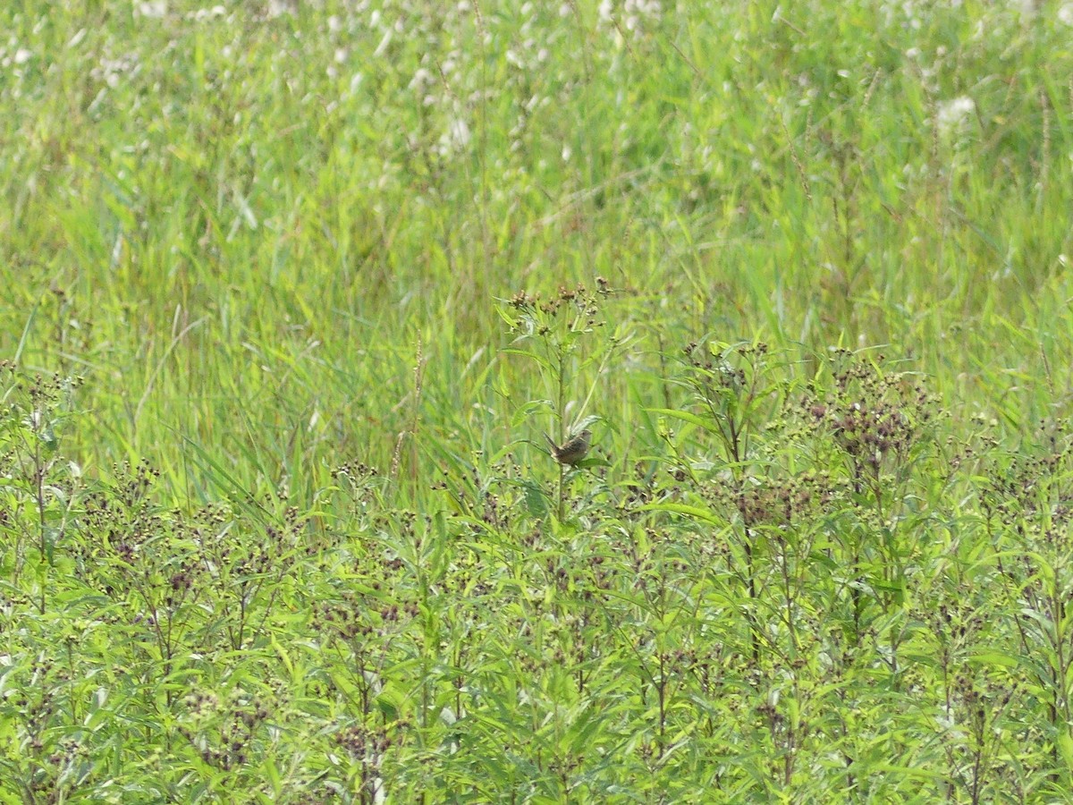 Sedge Wren - ML641295568