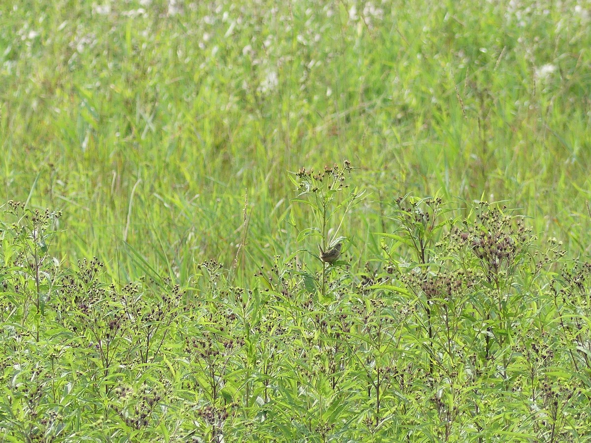 Sedge Wren - ML641295569