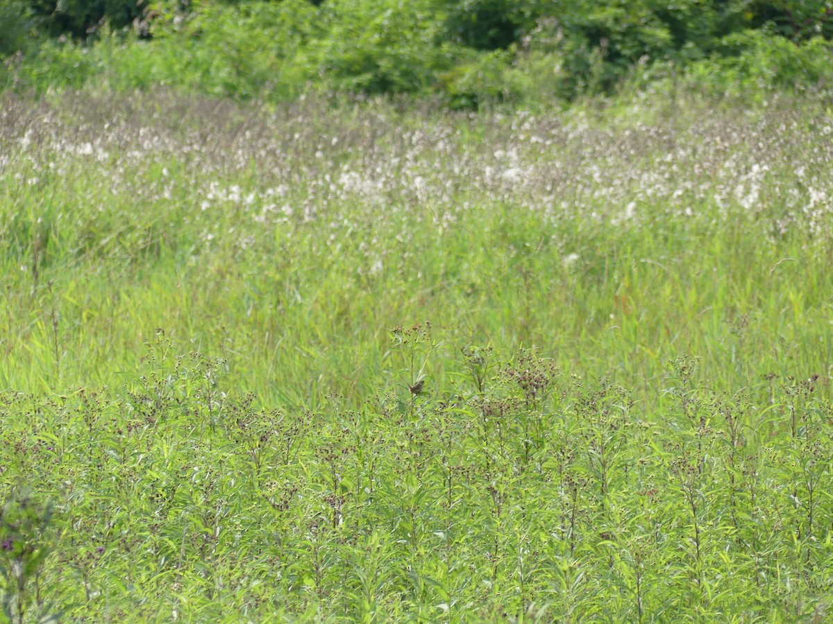 Sedge Wren - ML641295570