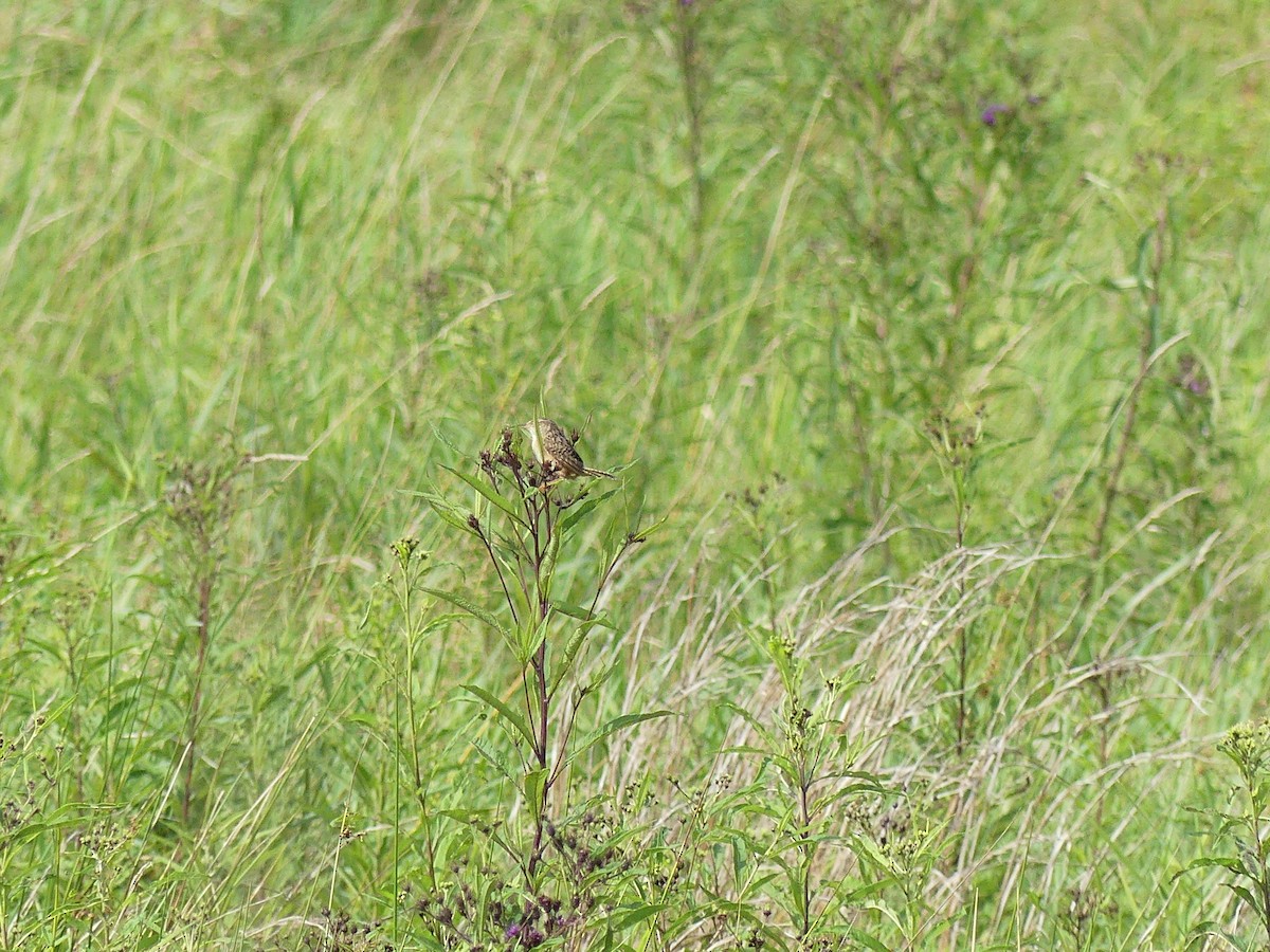 Sedge Wren - ML641295571