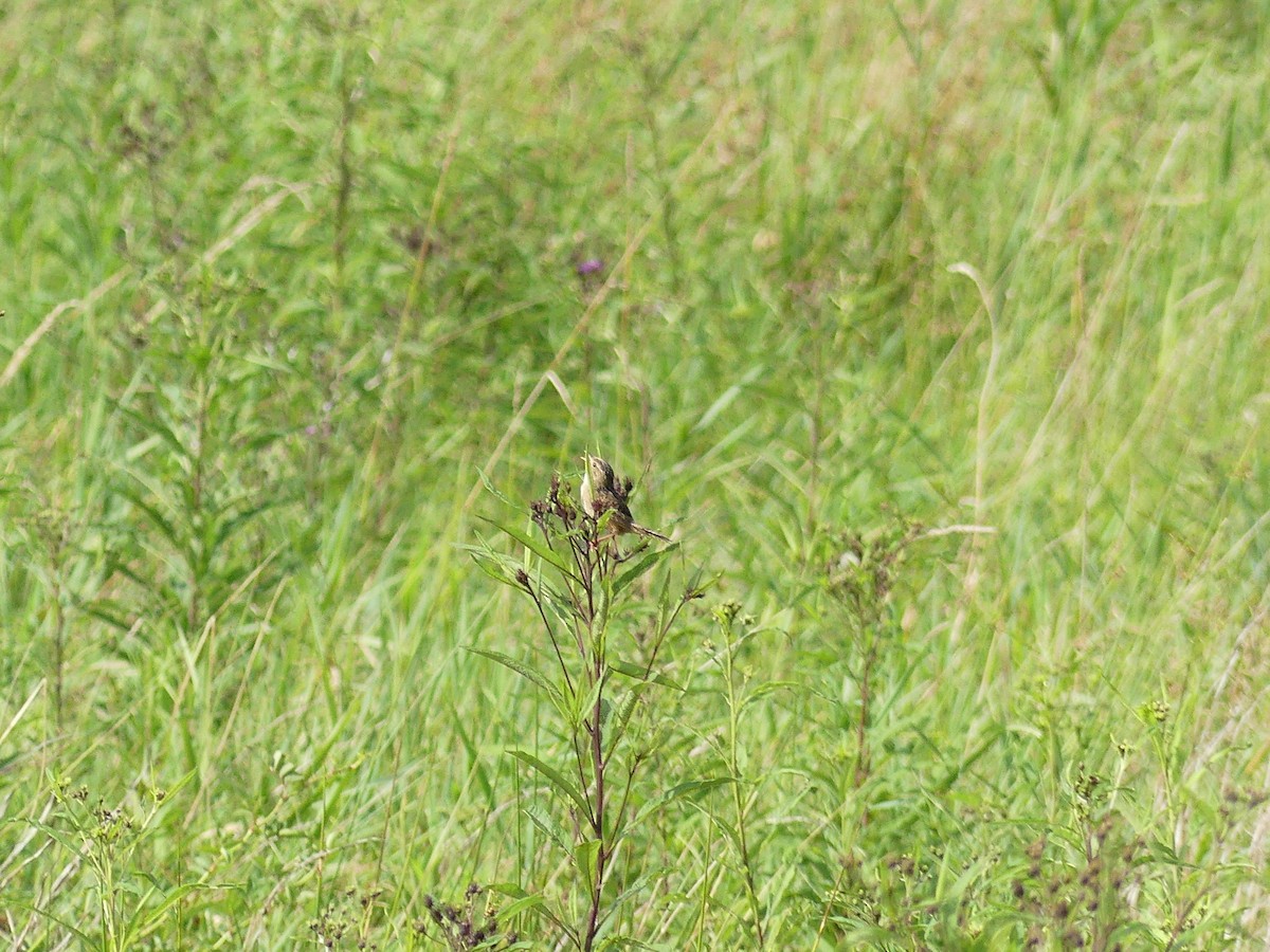 Sedge Wren - ML641295572