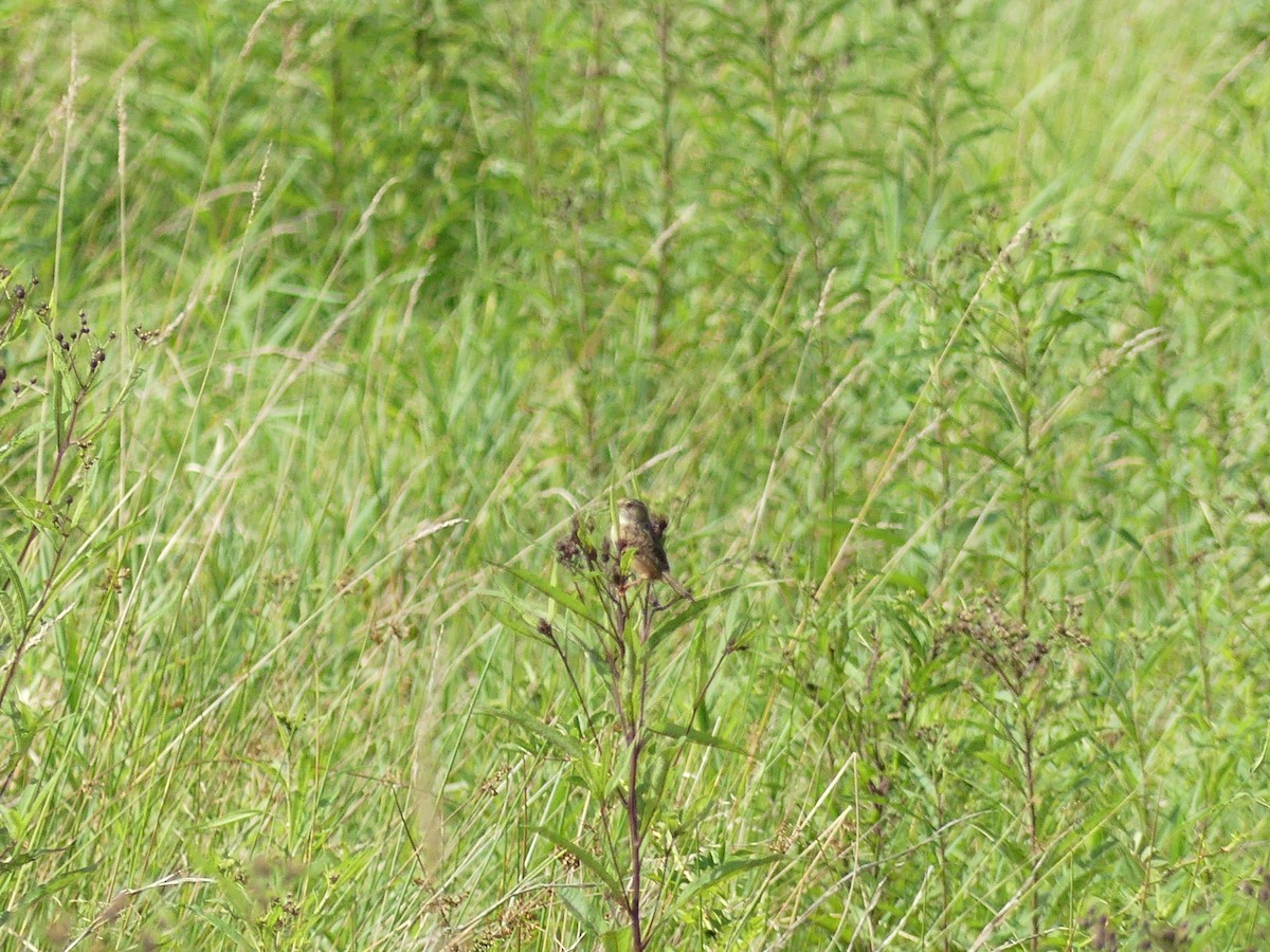 Sedge Wren - ML641295573