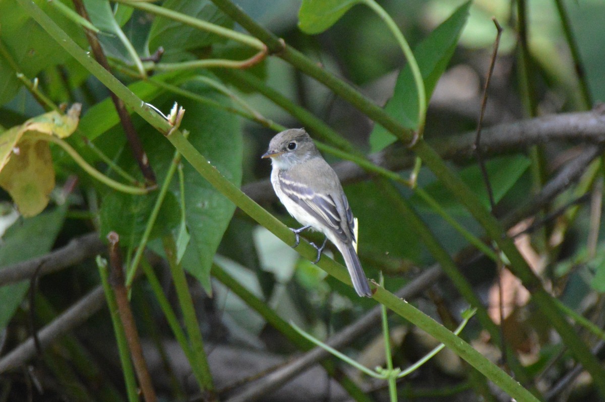 Least Flycatcher - ML641295579