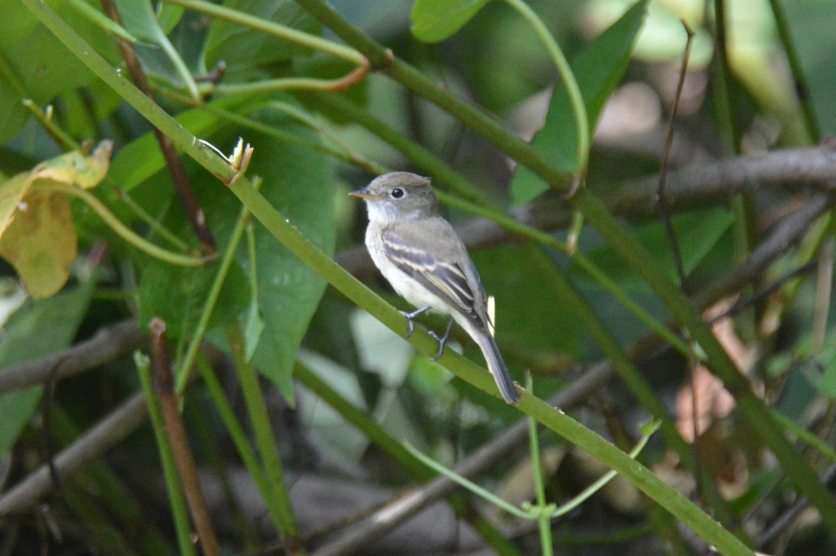Least Flycatcher - ML641295580
