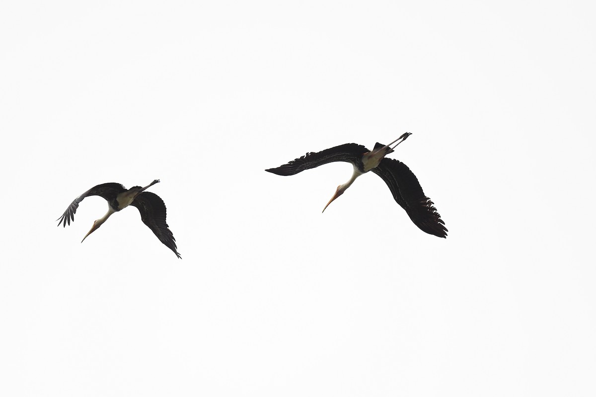 Painted Stork - ML641295585